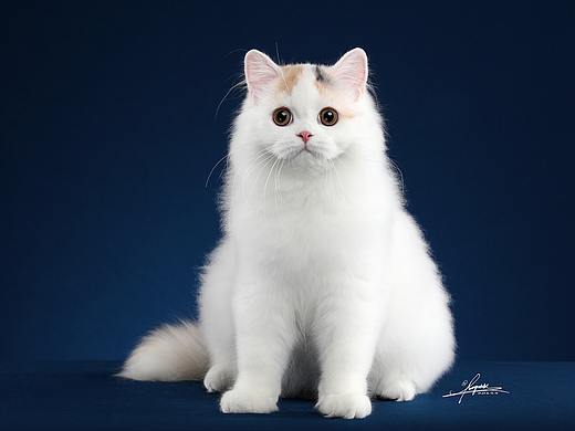 折耳立耳猫