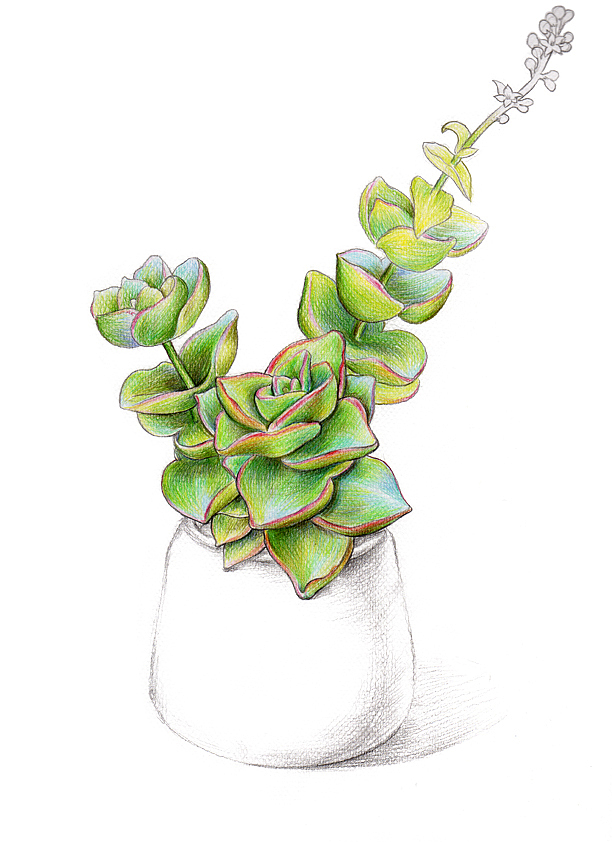 多肉植物绘(图ZMTM3MjU3Mjg=) - 商业插画 - 站酷设计师虎耳草和翠翠原创素材 - 站酷ZCOOL