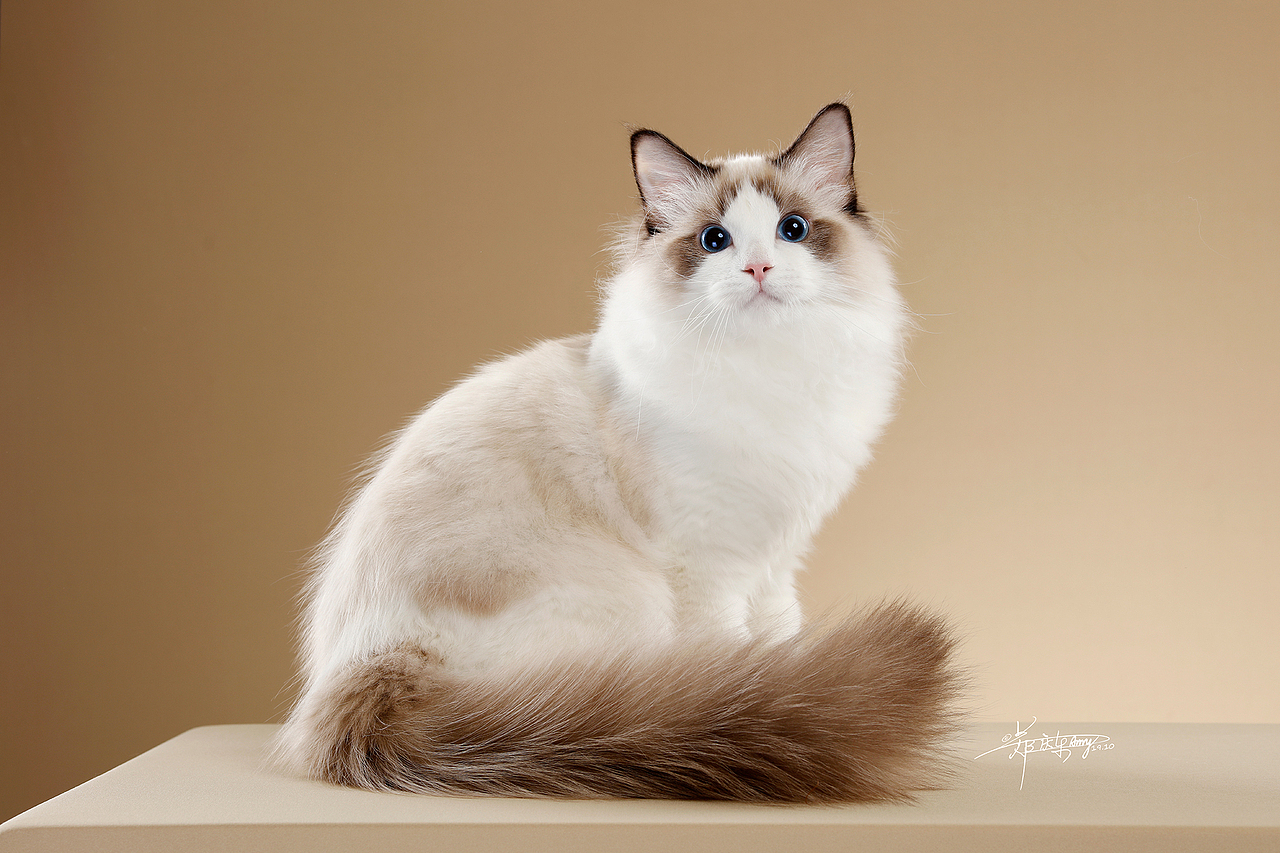 布偶猫