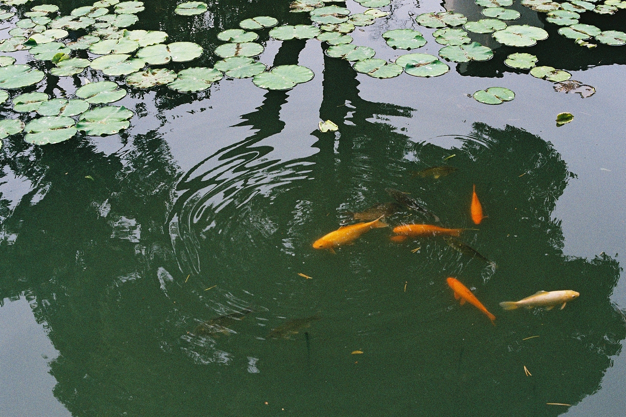 时间:2014.06.09.
地点:苏州-狮子林