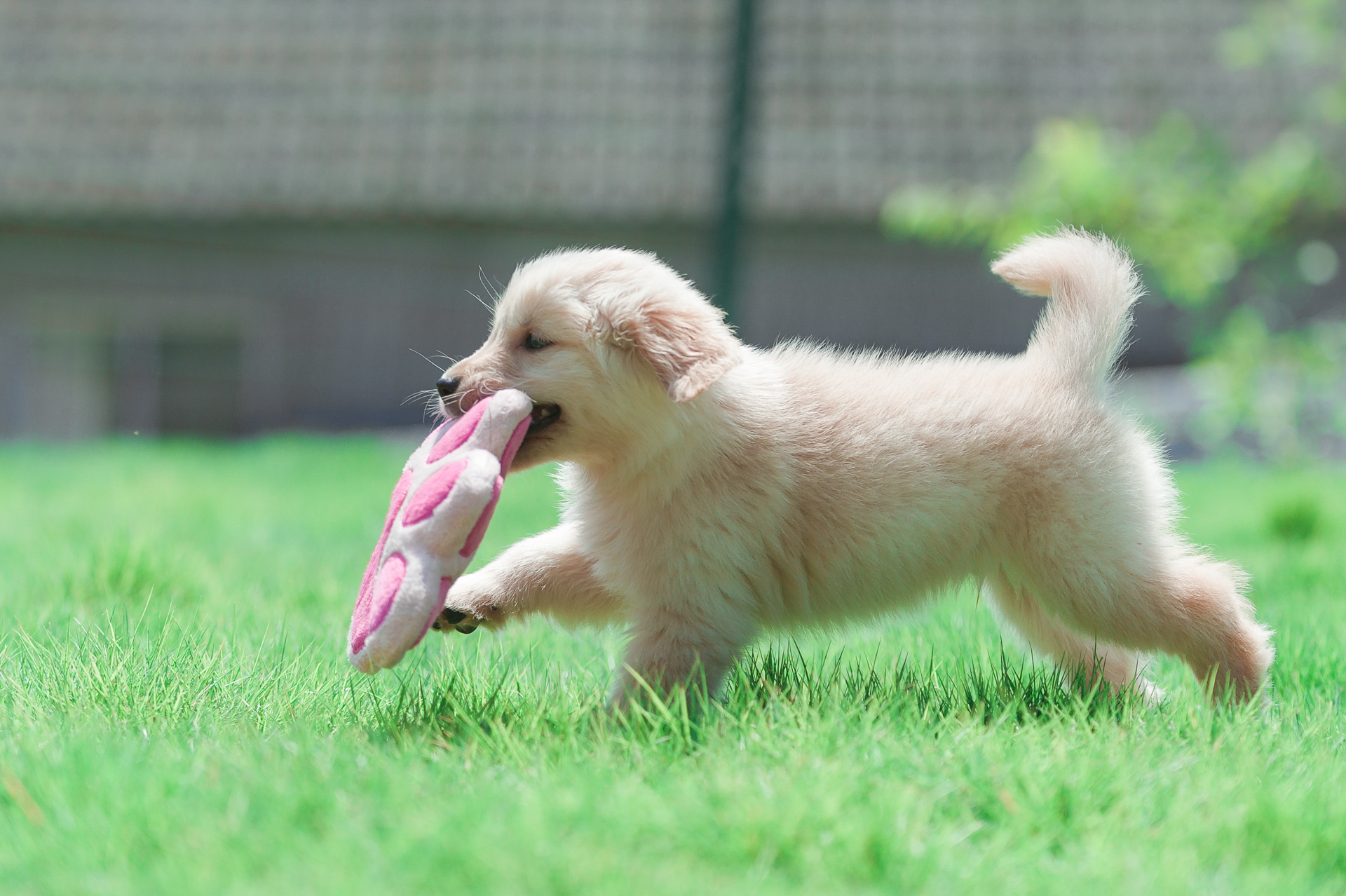 掏空你血槽的一群小鸡(金)毛【均木纪实宠物摄影】