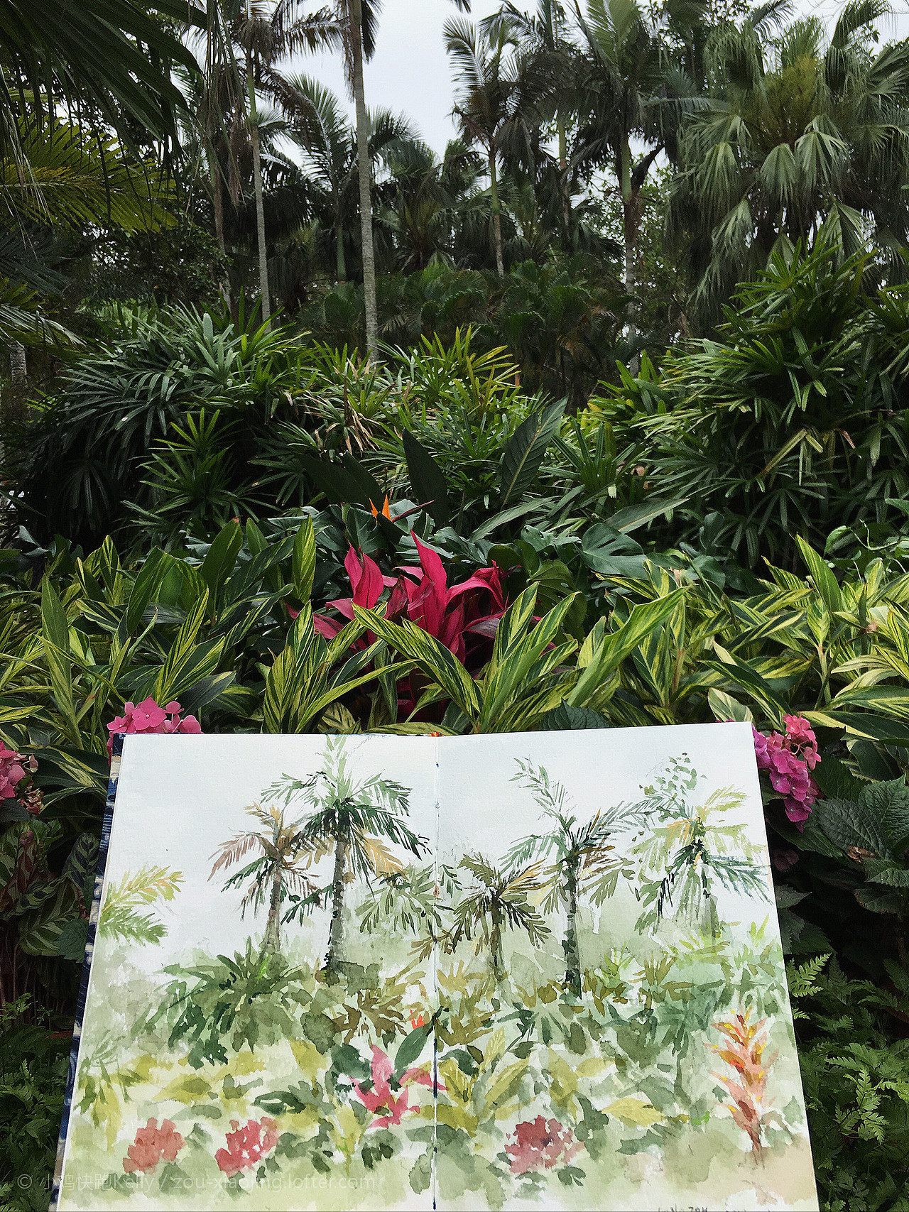 仙湖植物園（圖ZMjA0MTI2NjU2） - 創(chuàng)作習(xí)作 - 站酷設(shè)計(jì)師小雞快跑Kelly原創(chuàng)素材 - 站酷ZCOOL