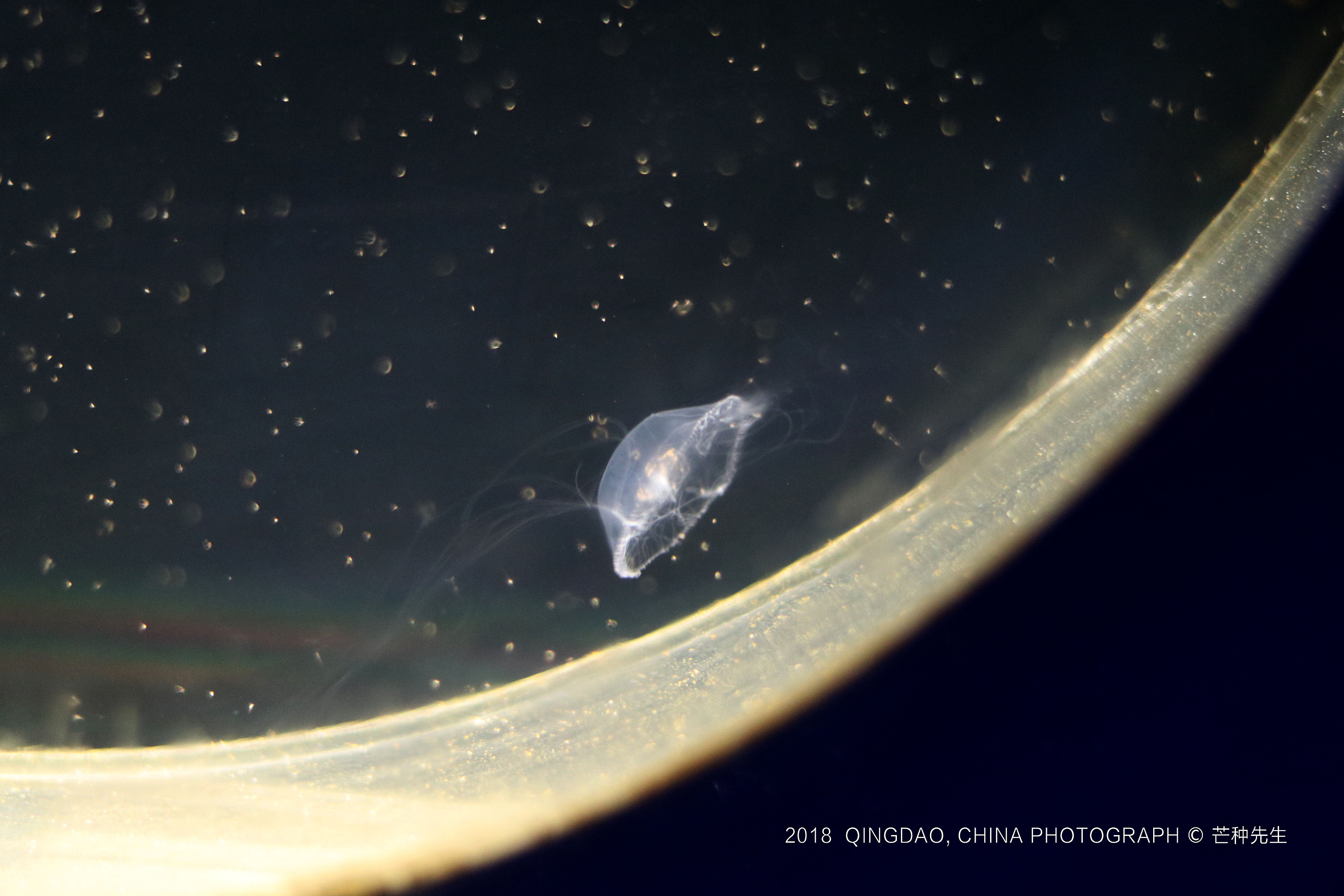 jellyfish水母,漂亮的海洋精灵!