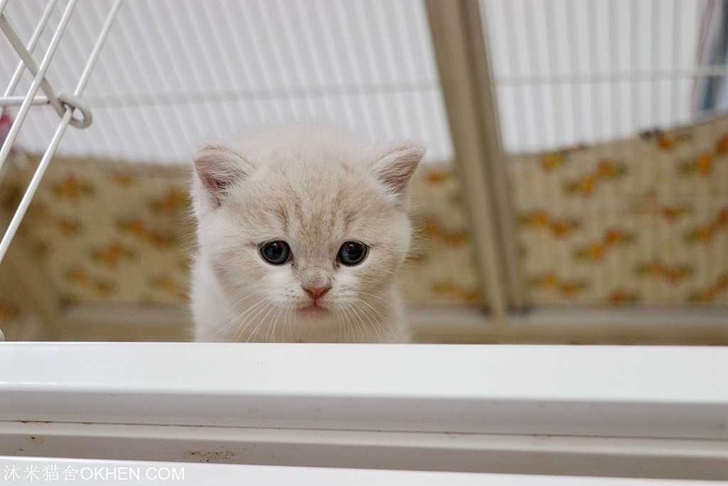 2英短乳白色公二黄