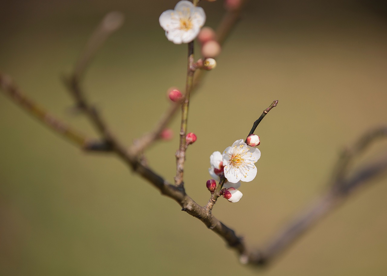 南京中山陵梅花山一游