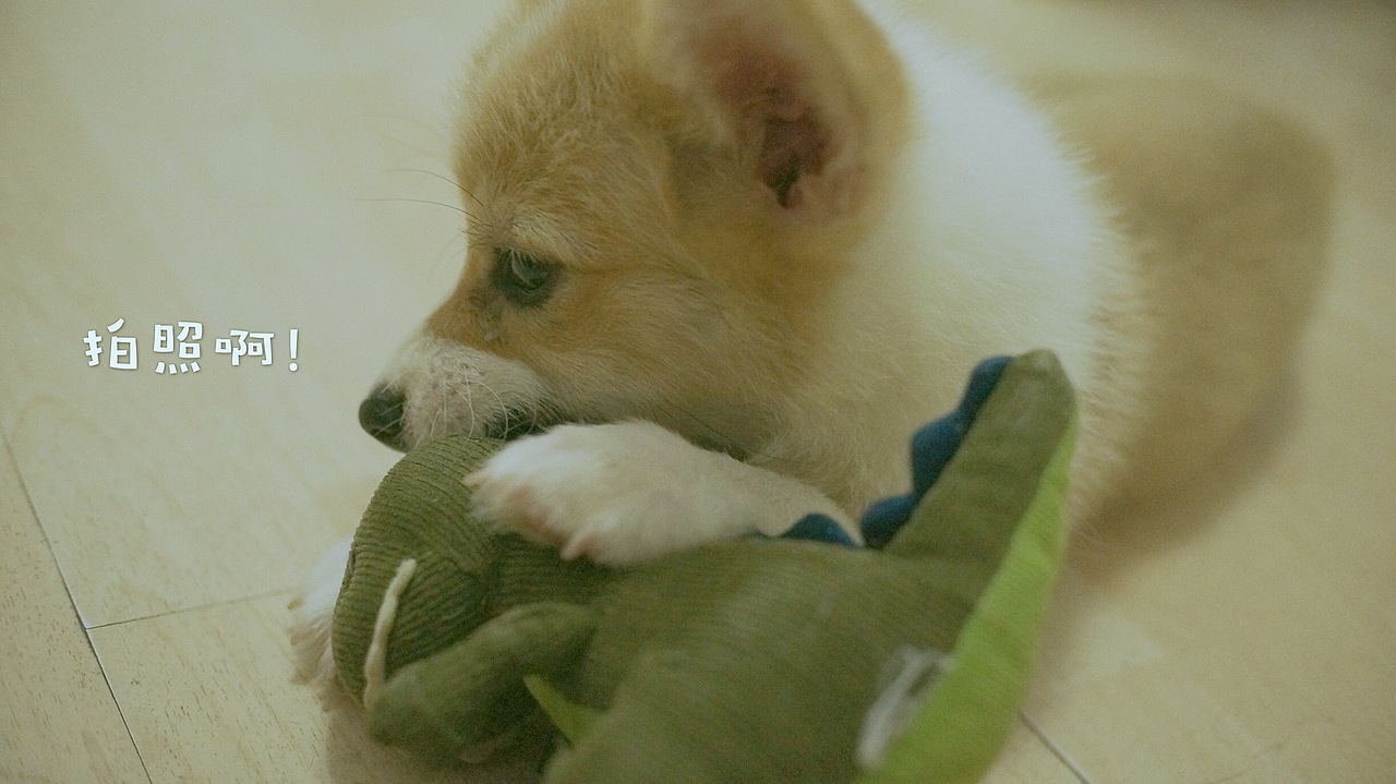 花仔（图ZNTYxOTM1Njg=） - 宠物摄影 - 站酷设计师seasonjune原创素材 - 站酷ZCOOL