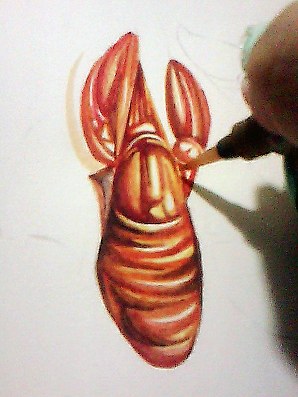 油焖大虾（图ZMTgxODgxMDA=） - 绘画 - 站酷设计师唯莹原创素材 - 站酷ZCOOL