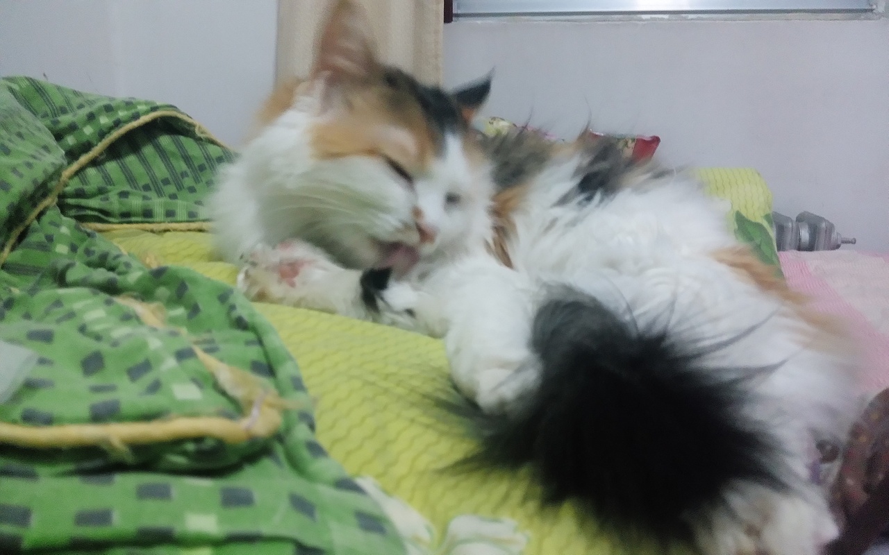 毛太长了,舔的好累啊