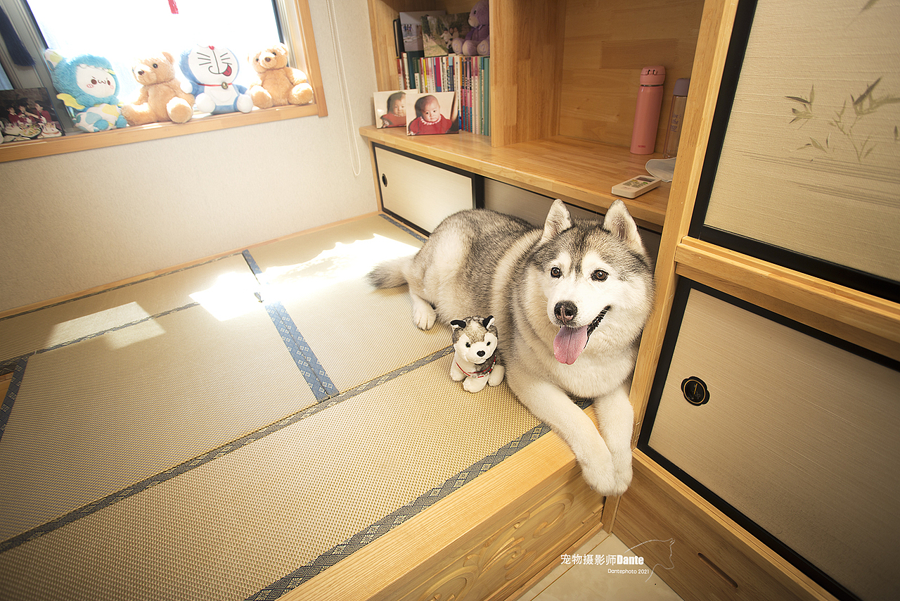 Dante宠物摄影上门拍摄