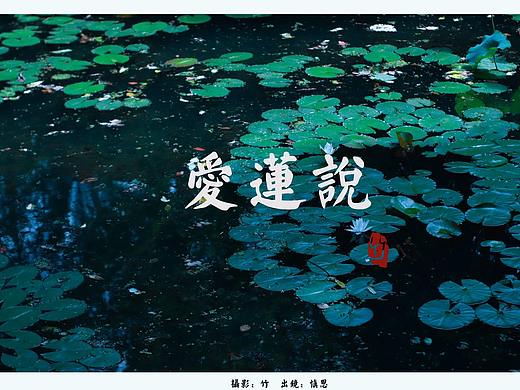 摄影作品【爱莲说】