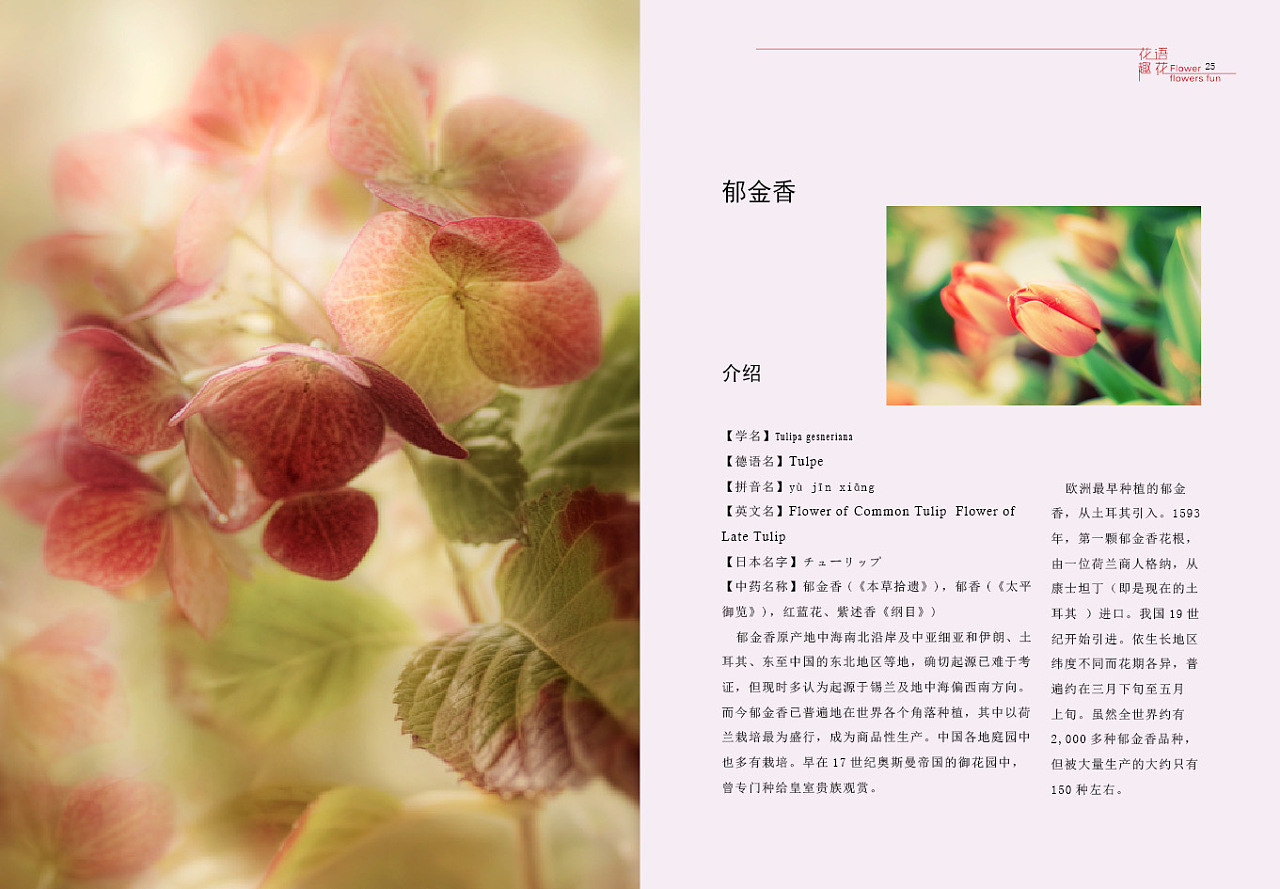 蔷薇花花语,高清图片,手机锁屏桌面-壁纸族