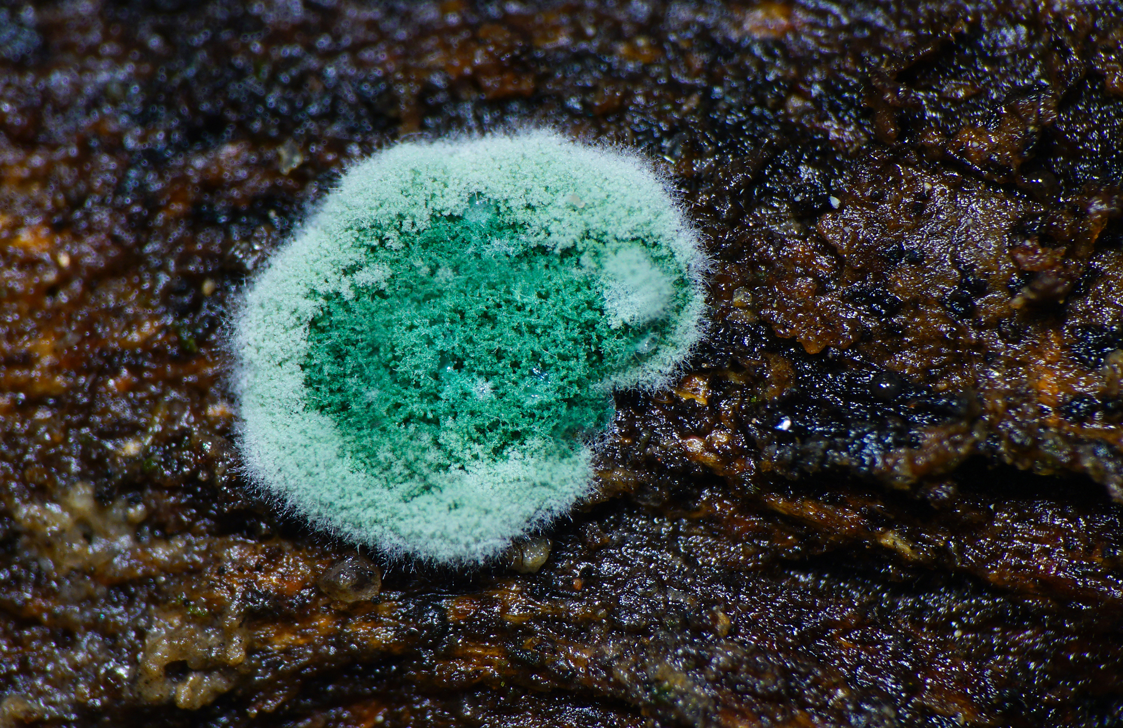 美丽的黏菌微观视觉