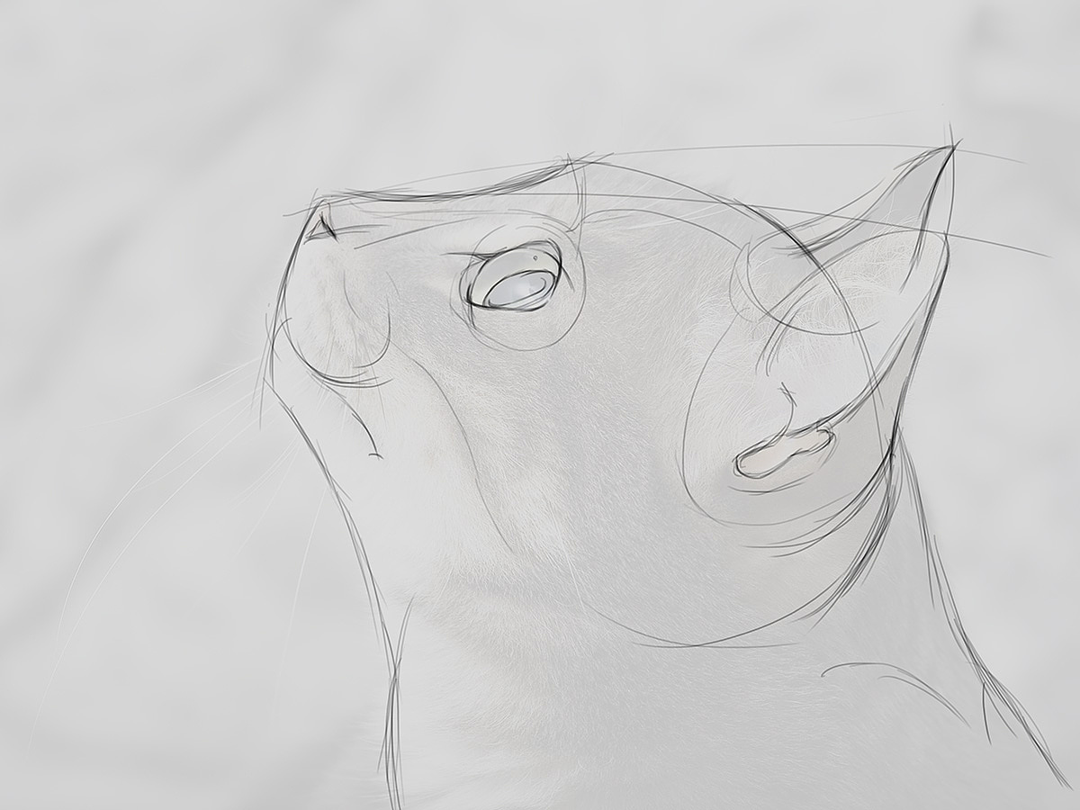 勾勒出猫咪的形体结构,探索准确的结构素描形象.