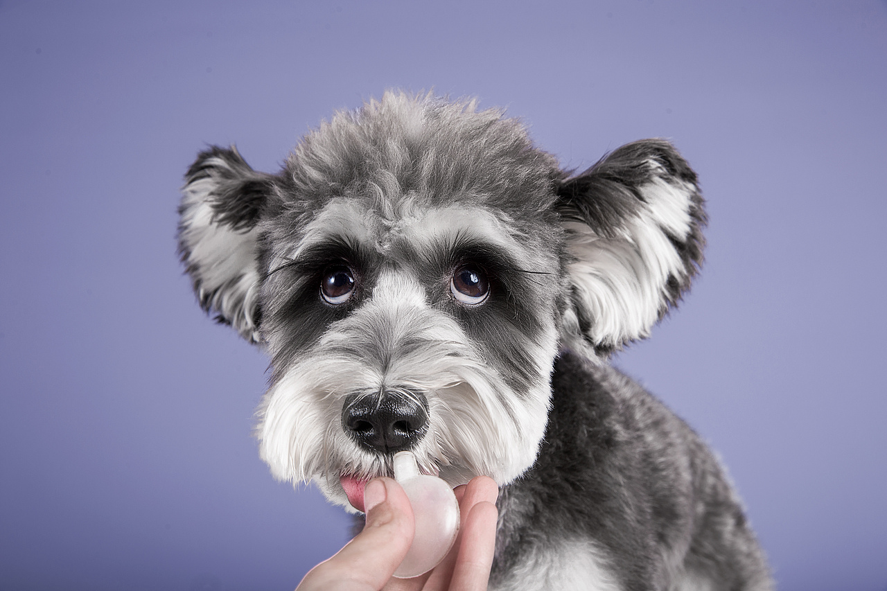 【動物照相館】合集