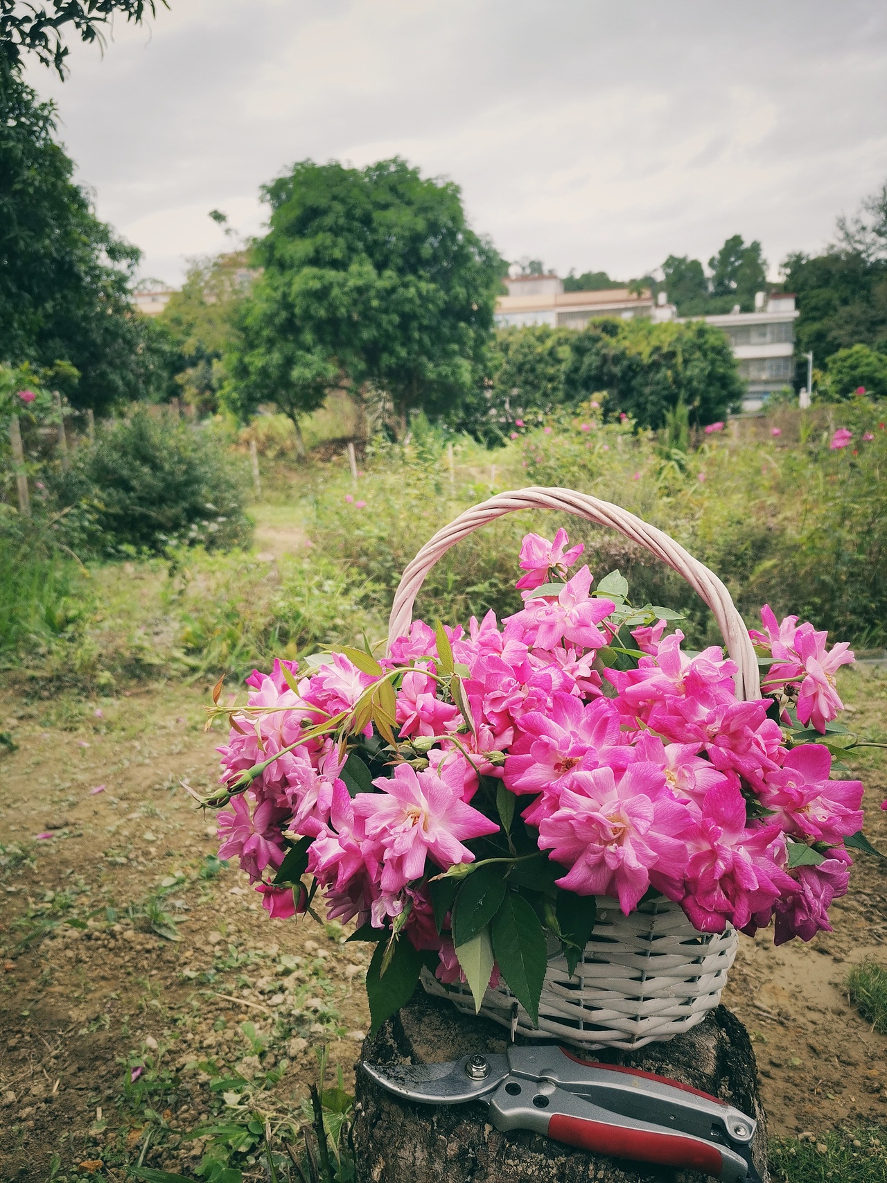取舍，回归初心（图ZMjgxNDg1OTcy） - 风光摄影 - 站酷设计师治愈的花园原创素材 - 站酷ZCOOL