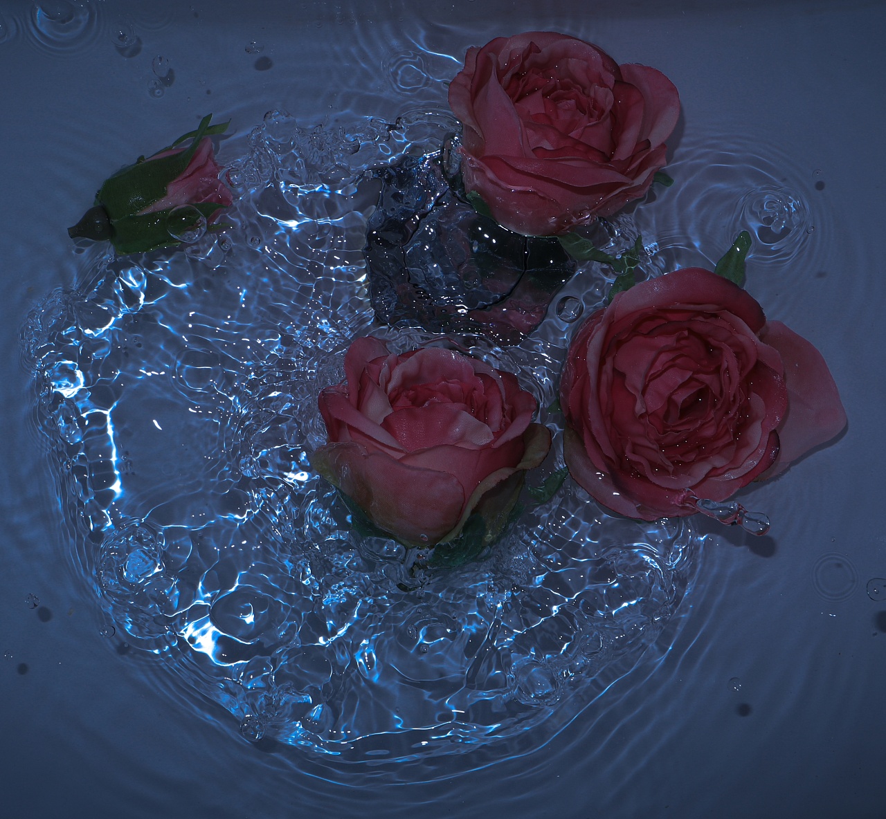 壁纸 一朵红玫瑰的花，露水 1920x1200 HD 高清壁纸, 图片, 照片