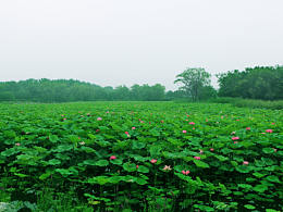 《過雨荷香承晚暉》