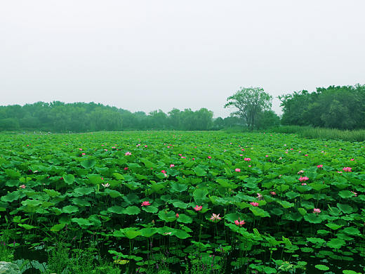 《过雨荷香承晚晖》
