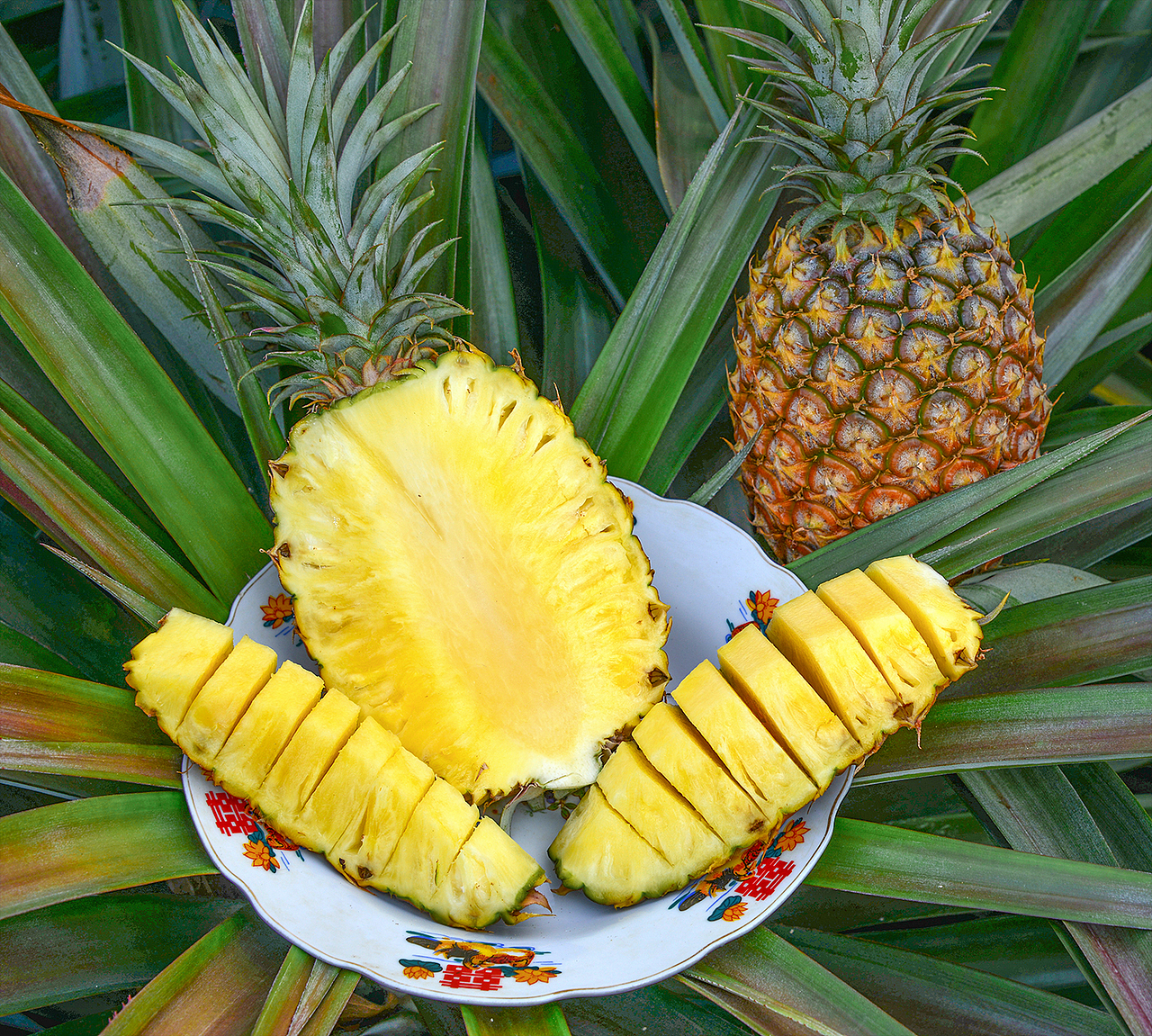 海南台农17号菠萝