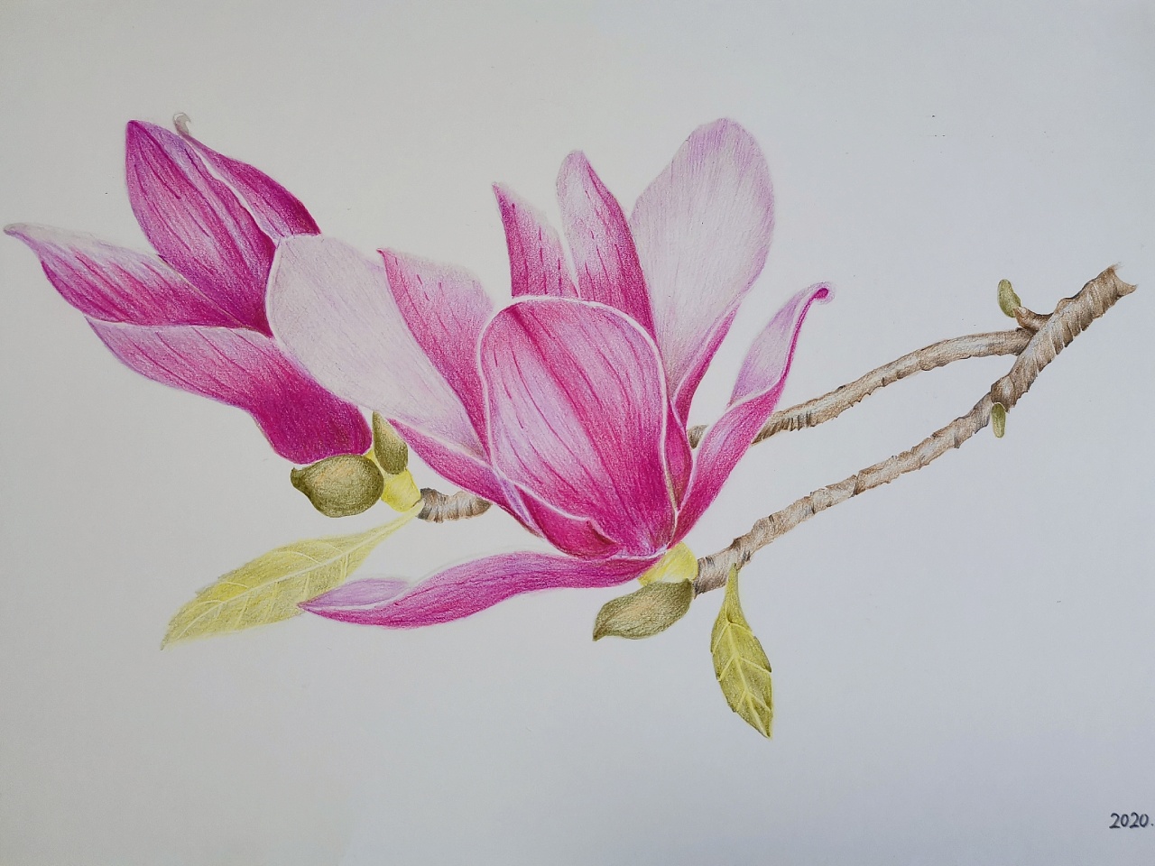 玉兰花 - 原创作品 - 站酷(zcool)