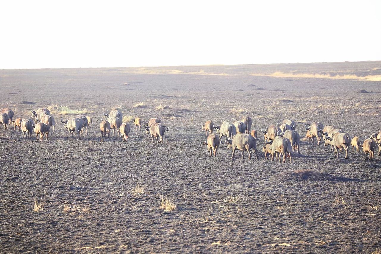 全球最有生命力的日出🌅