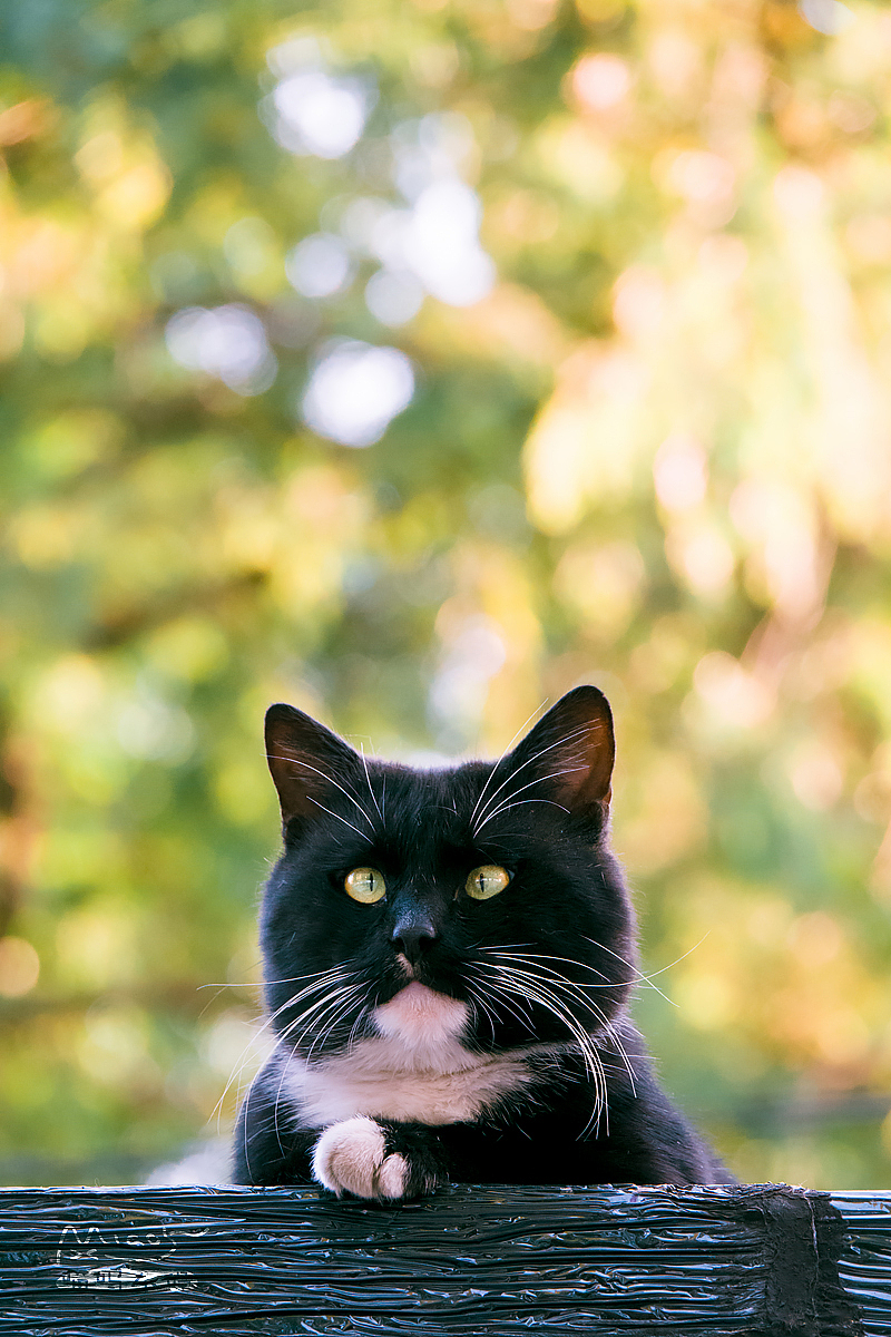 走街串巷寻拍一整年，只为这20张可爱的猫咪萌照！（图ZMTAxODIyNDY0） - 宠物摄影 - 站酷设计师喵呜不停原创素材 - 站酷ZCOOL
