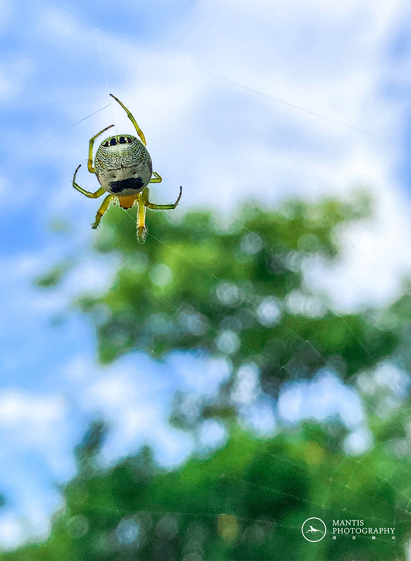 MANTIS 随拍2021（图ZMjgxNjA5NzM2） - 风光摄影 - 站酷设计师aaa62621185原创素材 - 站酷ZCOOL