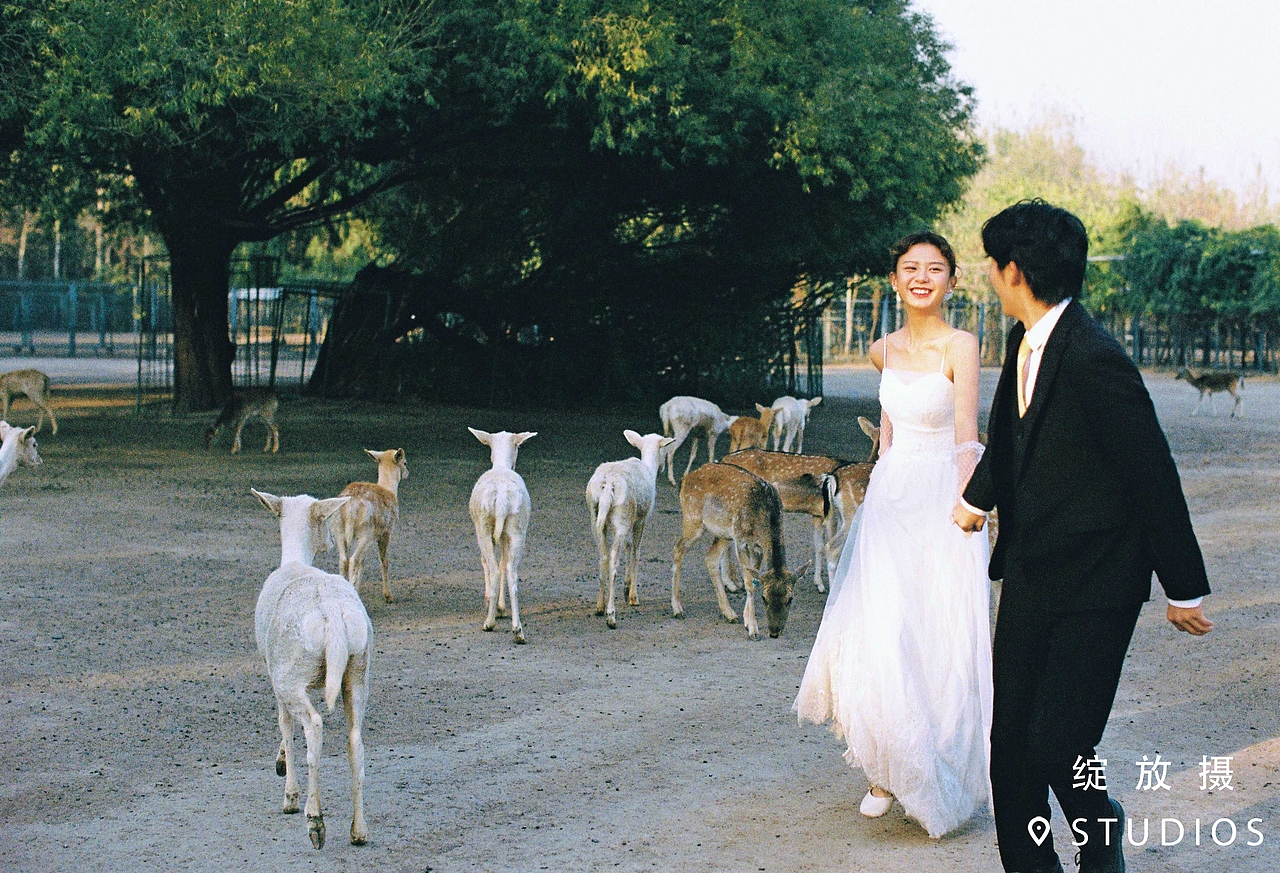绿植和麋鹿 | 清新文艺婚纱照