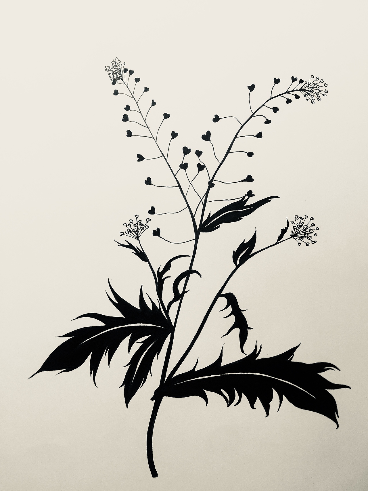 花黑白装饰画（图ZMjE1NTQ5NTA0） - 艺术插画 - 站酷设计师插画学者原创素材 - 站酷ZCOOL