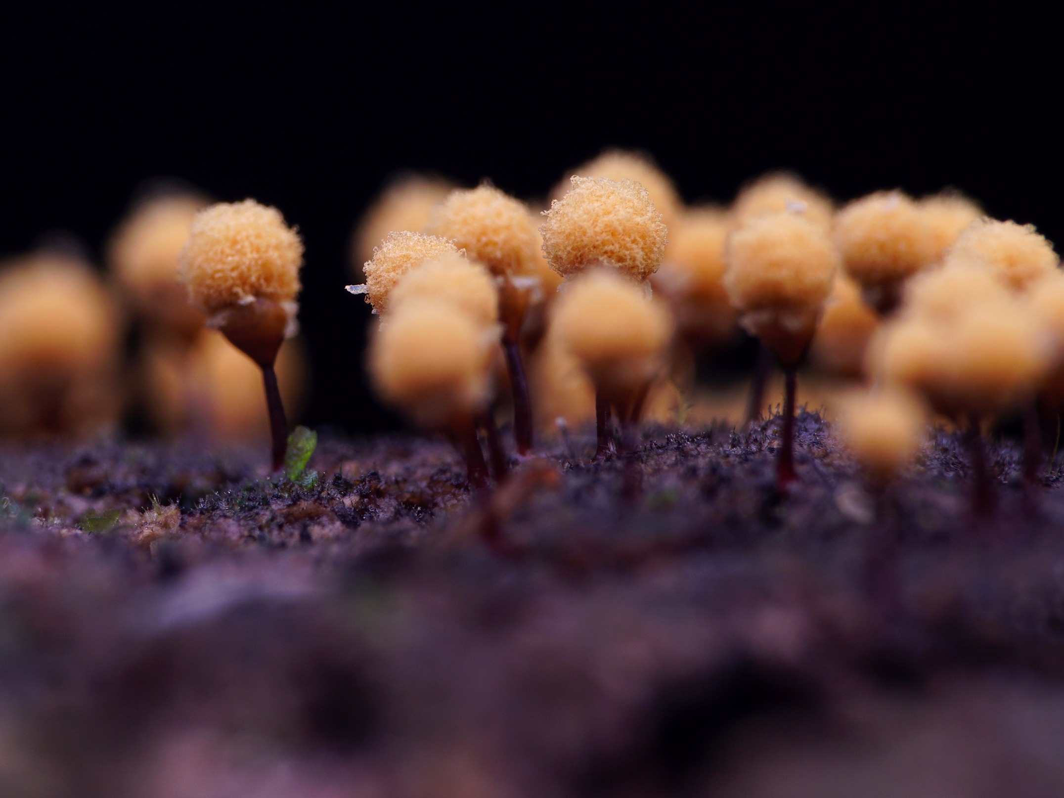 【黏菌】一毫米微小的大视野
