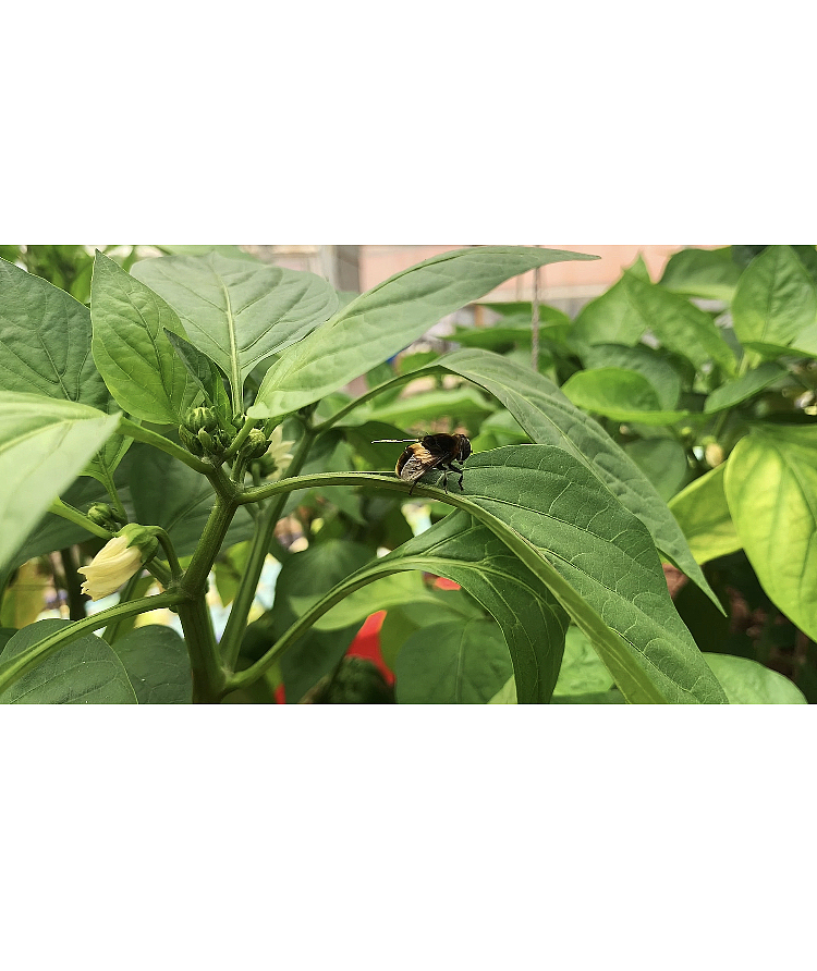 鱼菜共生食材小院里的那些小精灵们