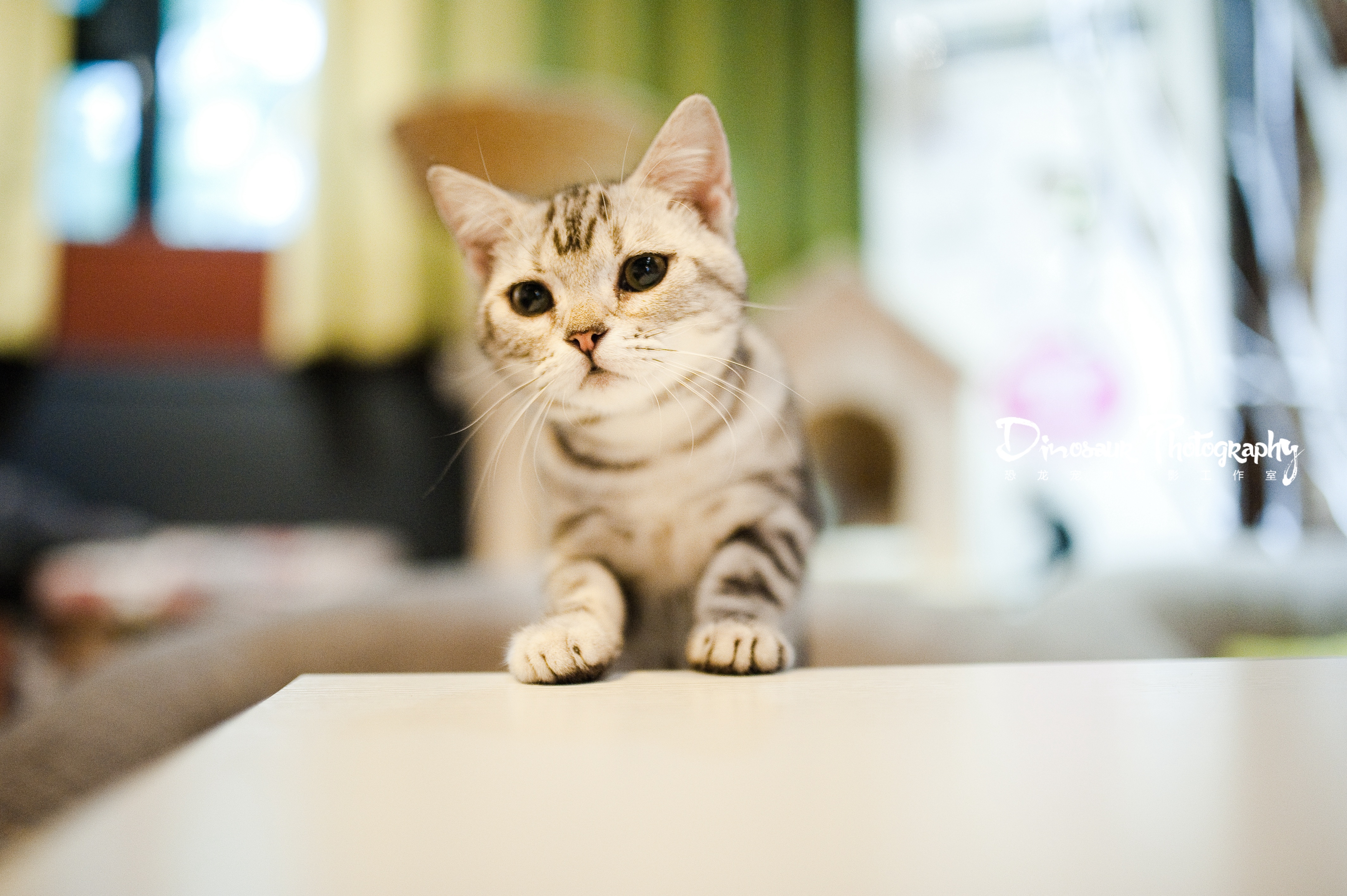 猫咪【恐龙】宠物摄影嘉兴站