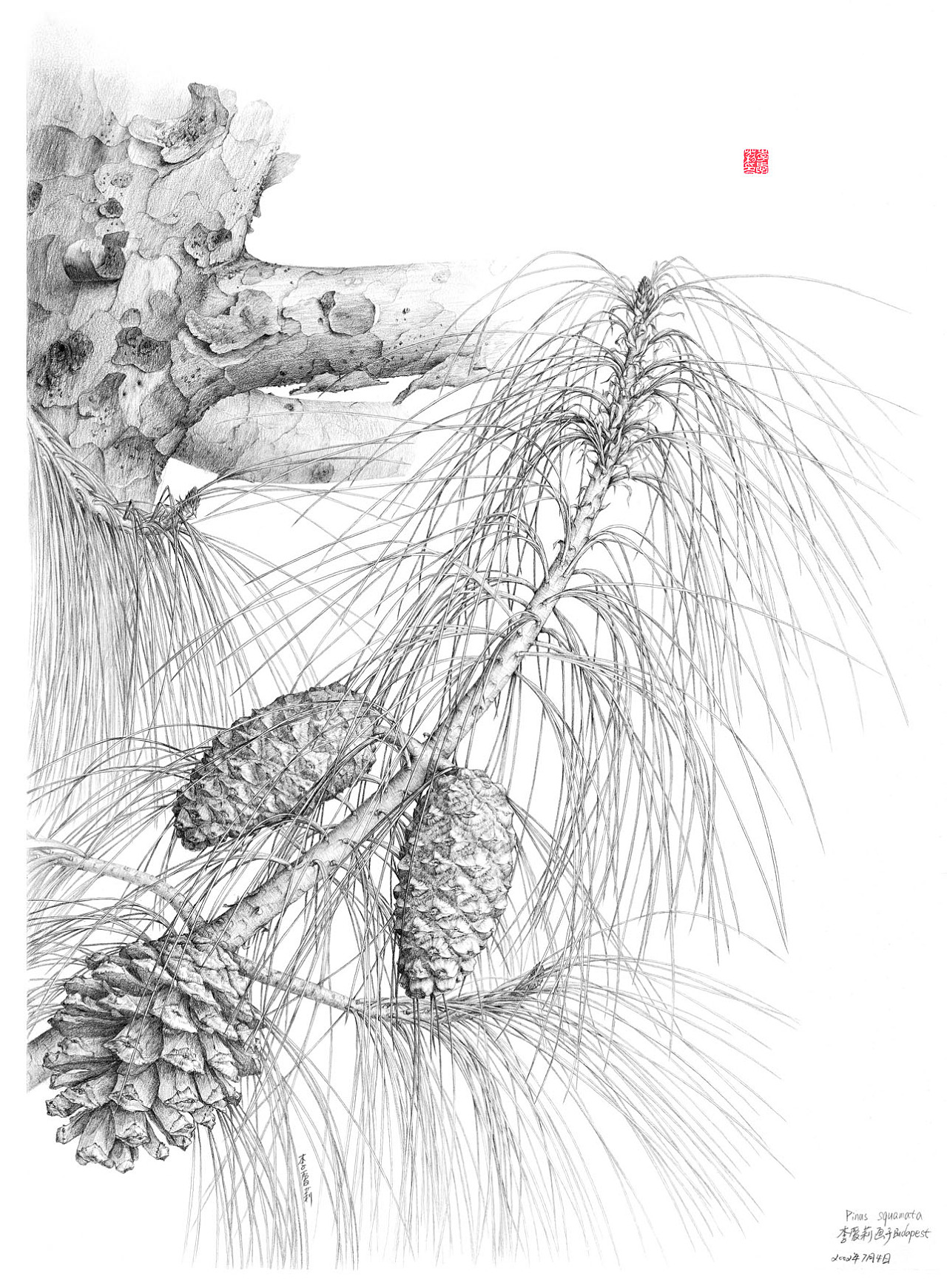 松树的画法 素描图片