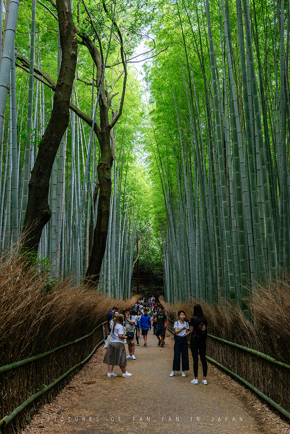 独自一人初涉日本,为期12天的自由行——京都篇(4)