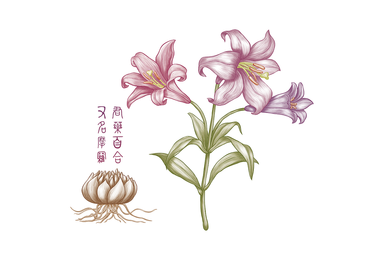 百合花（药材）-素描插画（图ZMjMyNTQ4NTYw） - 商业插画 - 站酷设计师丨MARXIN丨原创素材 - 站酷ZCOOL