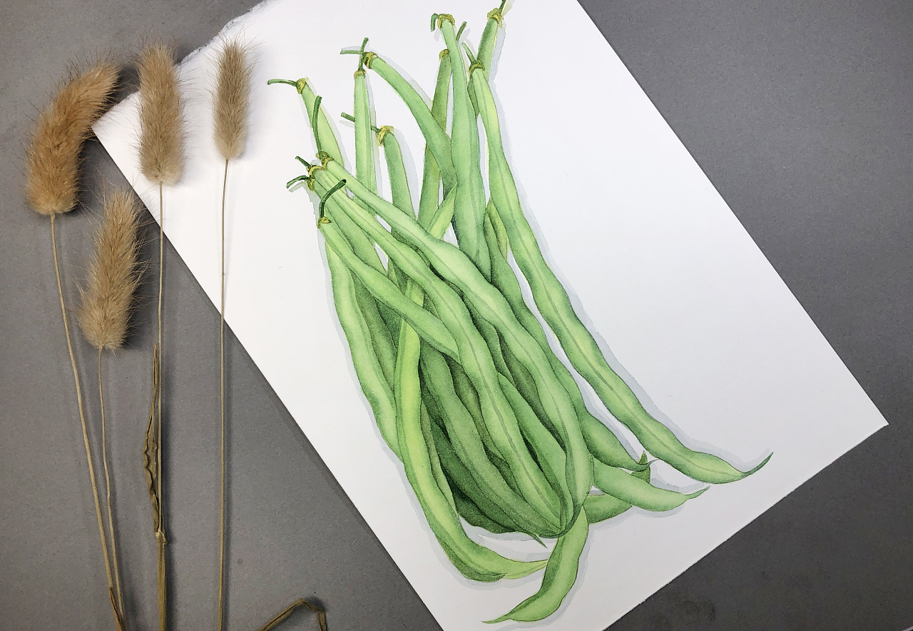 四季豆怎么画简单图片