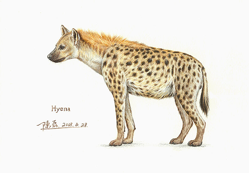 自然清道夫——鬣狗