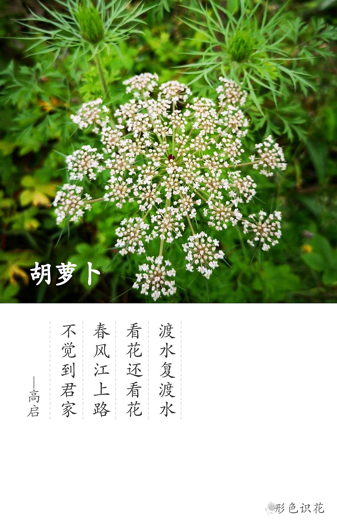 绿植花型一览（图ZMTM2MDM4OTAw） - 产品摄影 - 站酷设计师左I可原创素材 - 站酷ZCOOL