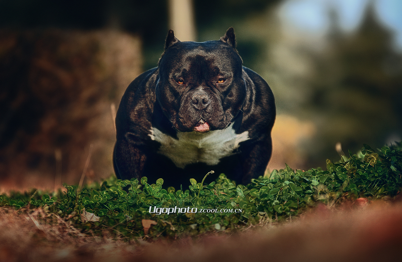 walk alone独行 【动物摄影师何某某个人作品18】