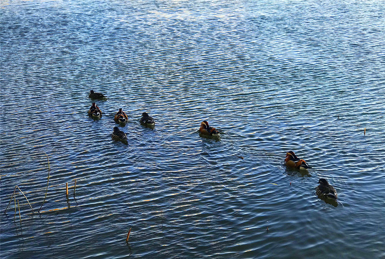 刘勇良摄影作品鸳鸯戏水系列选登