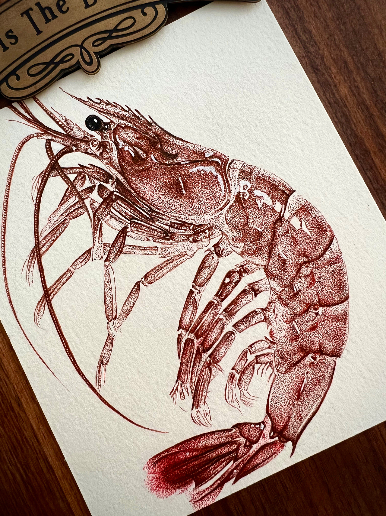 “虾”画一幅钢笔画