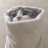 可能是可乐的头像