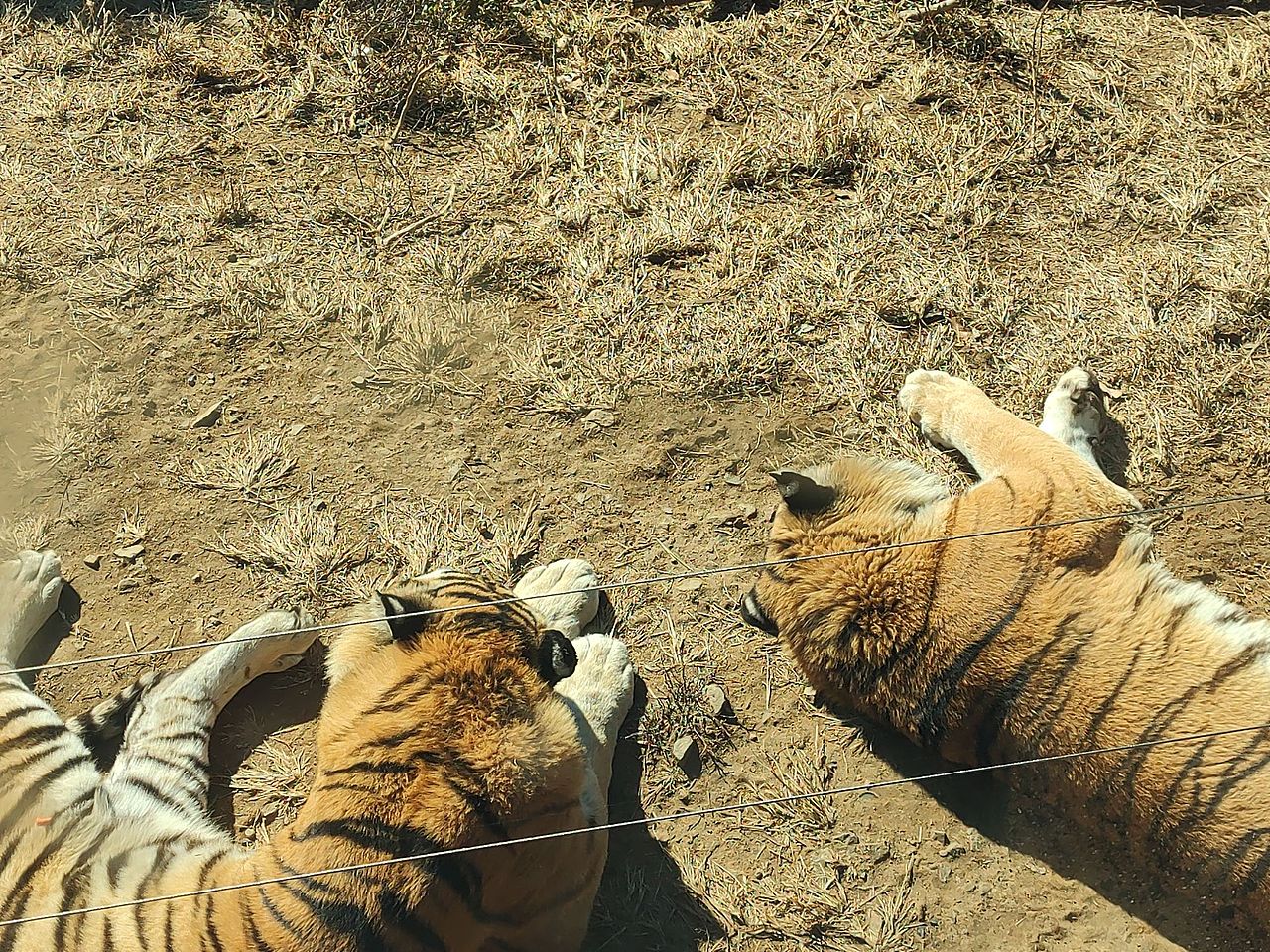 动物摄影，大连森林动物园（图ZMzU2MDMwODI4） - 风光摄影 - 站酷设计师南极洋原创素材 - 站酷ZCOOL