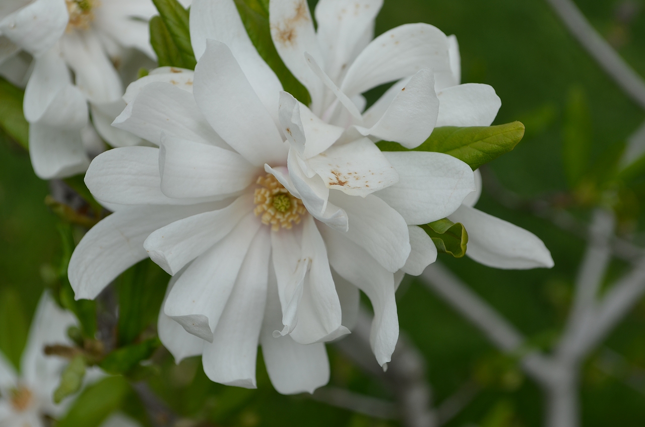我虽花里胡哨之花儿的绽放
