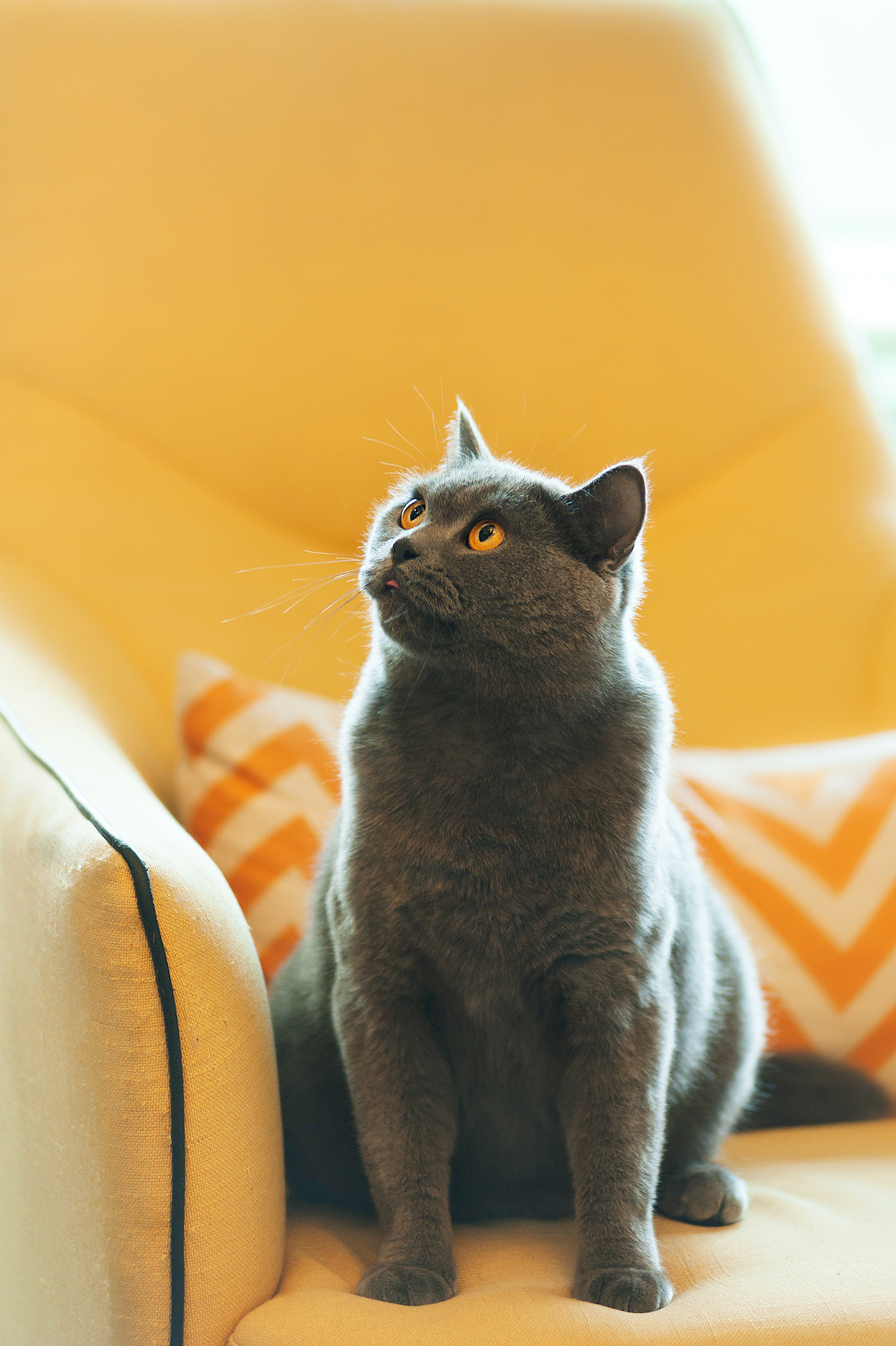 猫咪的家庭生活【均木纪实宠物摄影】