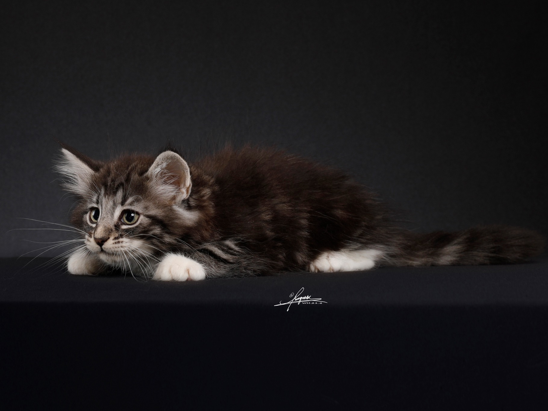 国级神猫--挪威森林猫的千年之恋 - 知乎