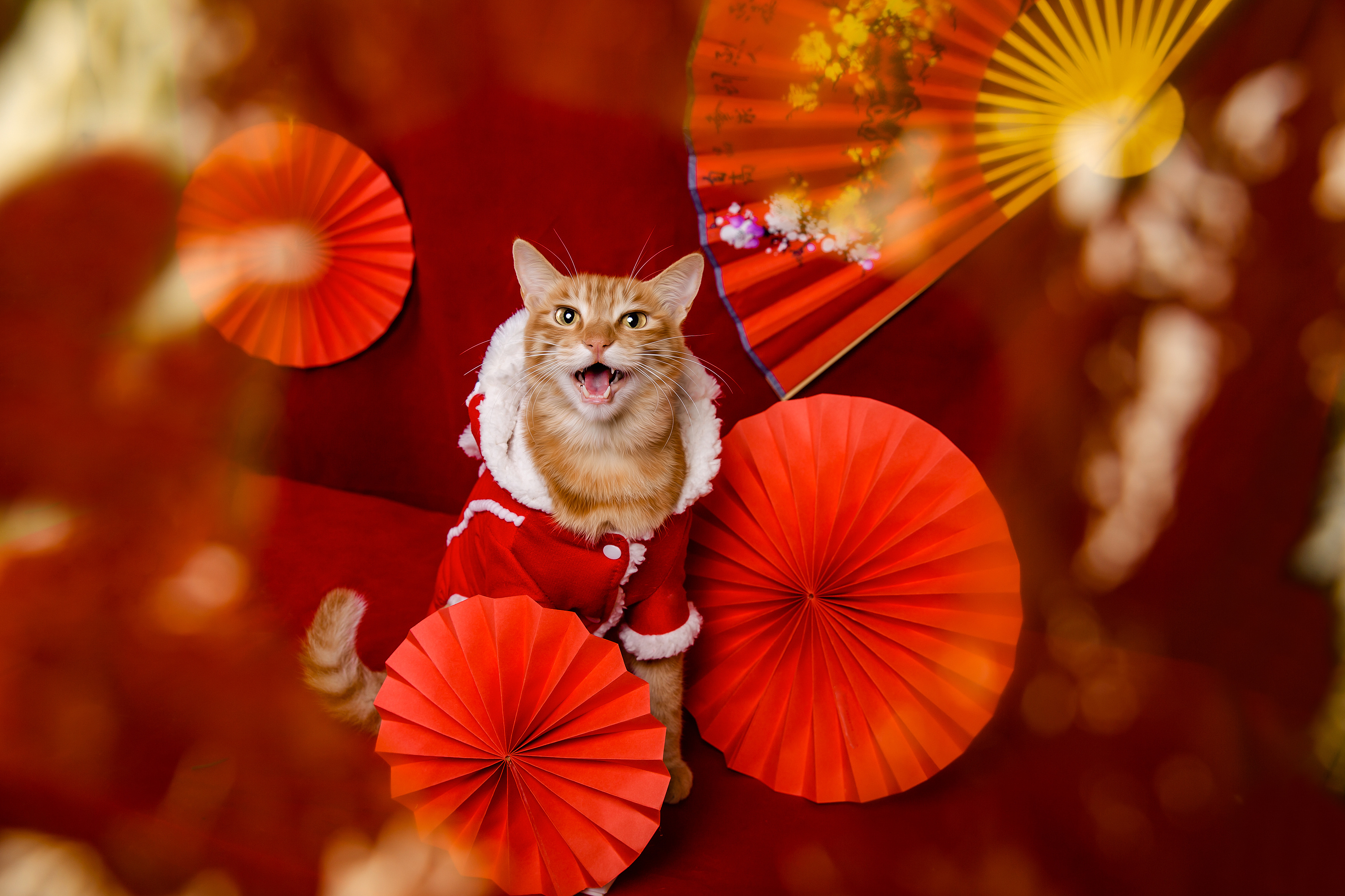 宠物摄影|新年红