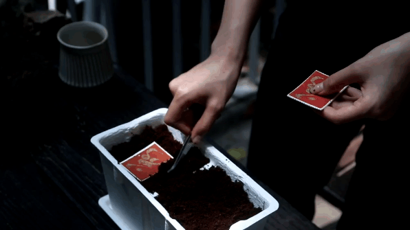 【仲夏花园】自然造物