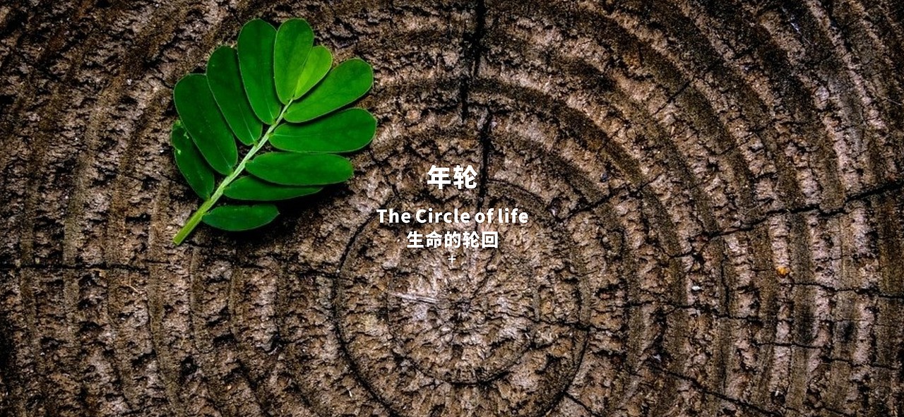 LOGO设计 | 国控星鲨LOGO&会徽设计