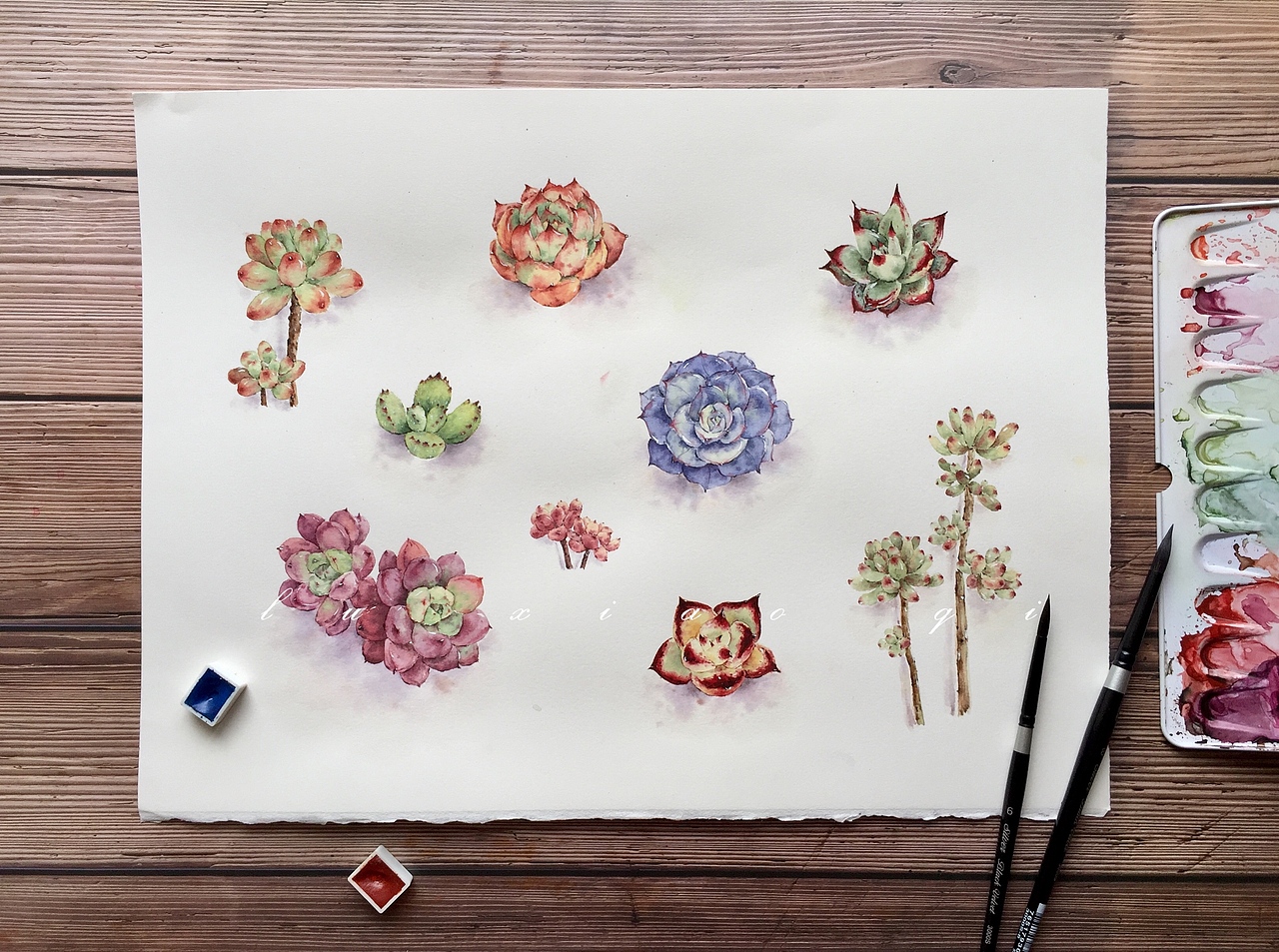 多肉水彩
